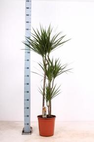 Dracaena marginata 60-30-15