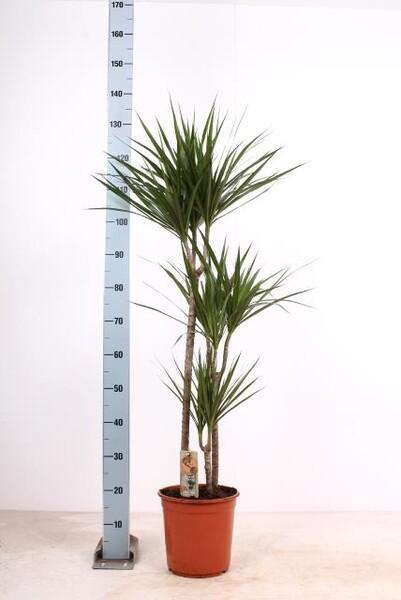 Dracaena marginata 60-30-15