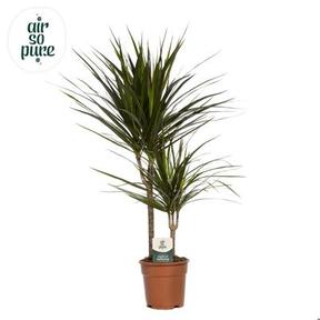 Dracaena marginata 2PP