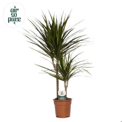 Dracaena marginata 2PP