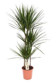 Dracaena marg. 60-30-15