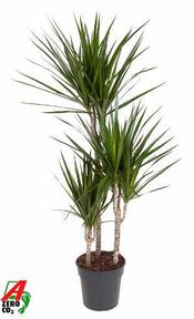 Dracaena marg. 60-30-15