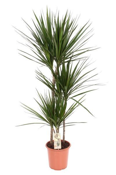 Dracaena marg. 60-30-15