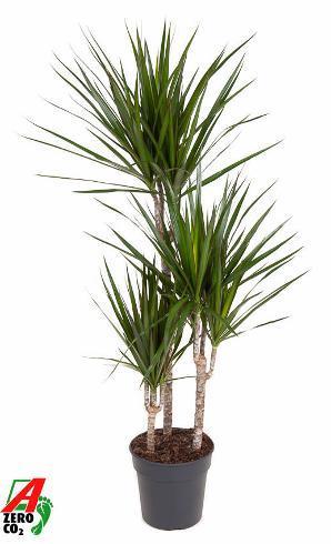 Dracaena marg. 60-30-15