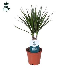 Dracaena marg. single stem