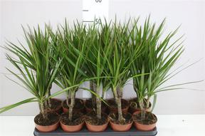 Dracaena marg. single stem