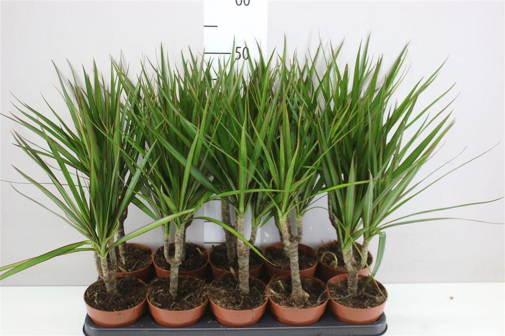 Dracaena marg. single stem