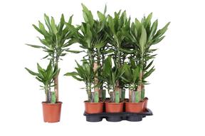 Dracaena steudneri 45-20