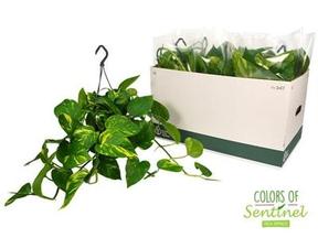 Epipremnum - závěs