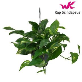 Epipremnum - závěs