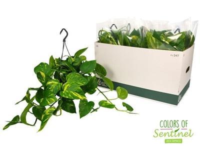 Epipremnum - závěs