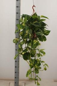 Epipremnum - závěs