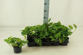 Epipremnum aureum