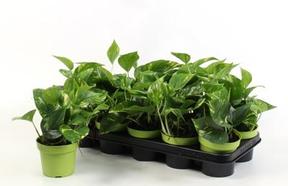 Epipremnum aureum