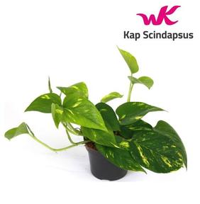 Epipremnum aureum