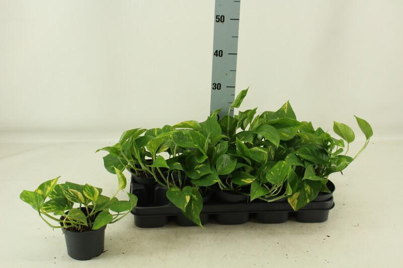 Epipremnum aureum