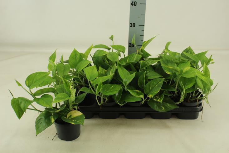 Epipremnum aureum