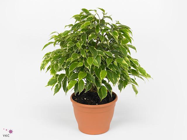 Ficus benj. Kinky