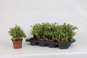 Ficus benj. Kinky