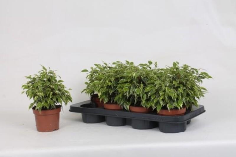 Ficus benj. Kinky