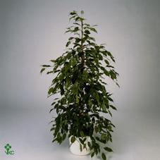 Ficus benj. mix 4 variety