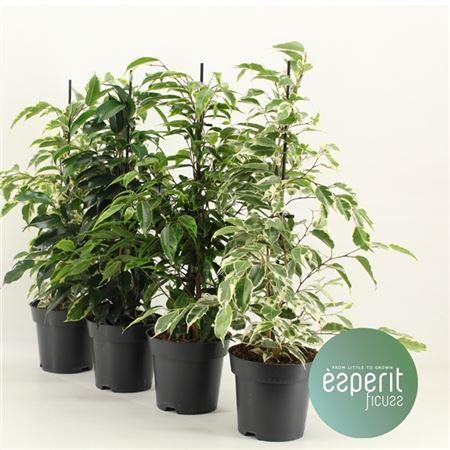 Ficus benj. mix 4 variety