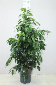 Ficus benj. Danielle