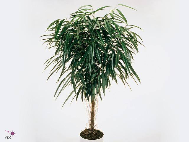 Ficus bin. Alii