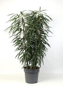 Ficus bin. Alii