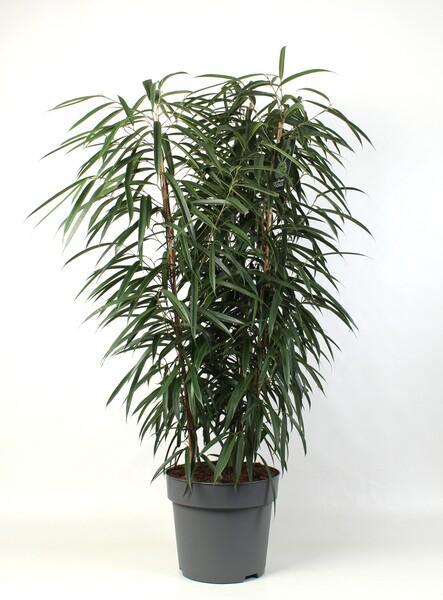 Ficus bin. Alii