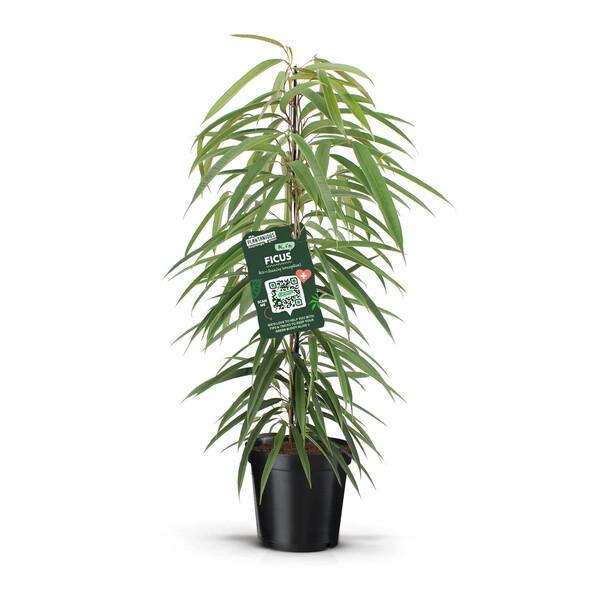 Ficus bin. Alii