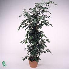 Ficus benj. Danielle