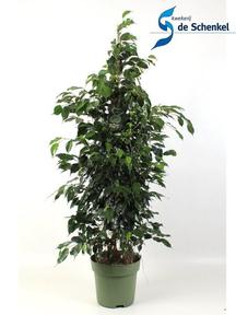 Ficus benj. Danielle