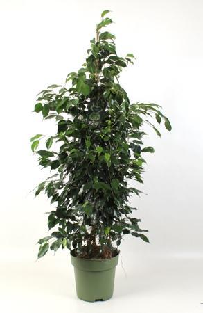 Ficus benj. Danielle