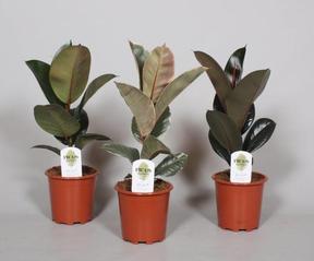 Ficus elastica mix
