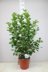 Ficus microcarpa Moclame