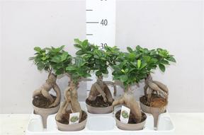 Ficus microcarpa Ginseng