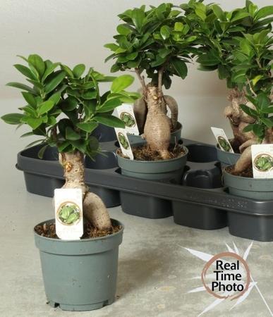 Ficus microcarpa Ginseng