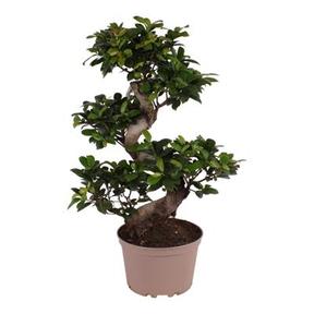 Ficus microcarpa Ginseng