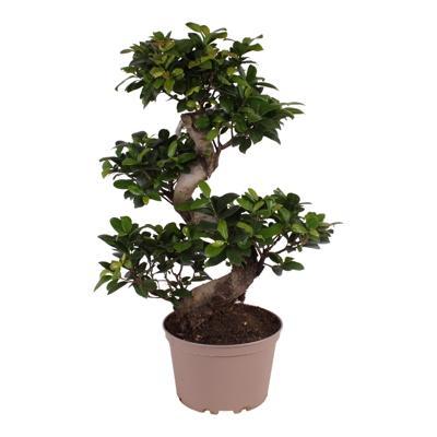 Ficus microcarpa Ginseng