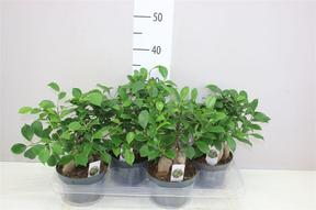 Ficus microcarpa Ginseng