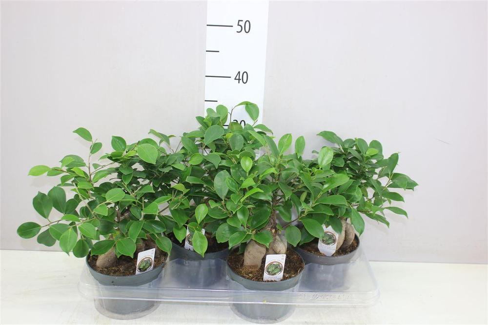 Ficus microcarpa Ginseng