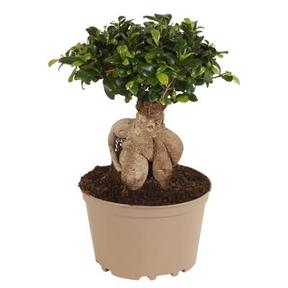 Ficus microcarpa Ginseng