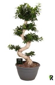 Ficus microcarpa Ginseng