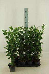 Ficus microcarpa Moclame
