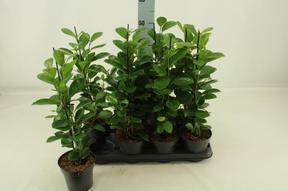 Ficus microcarpa Moclame
