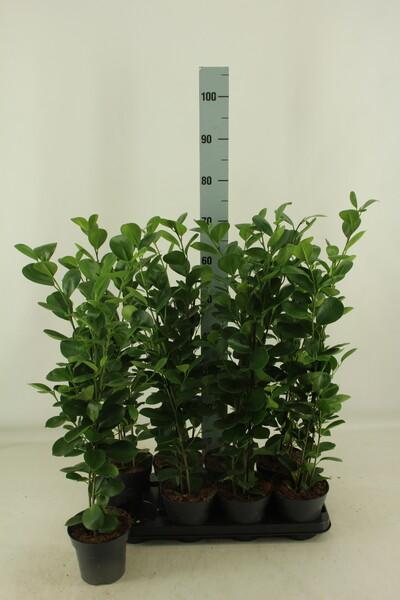 Ficus microcarpa Moclame