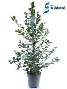 Ficus microcarpa Moclame