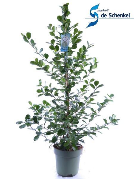 Ficus microcarpa Moclame