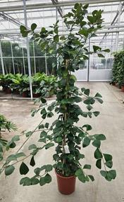 Ficus natalensis Trinova